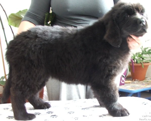 Фото: ньюфаундленд Плюшевая Панда Харизма (Plushevaya Panda Charisma)