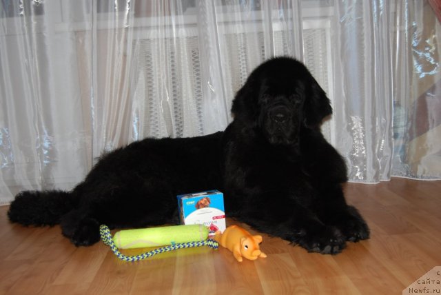 Фото: ньюфаундленд Формула Любви от Сибирского Медведя