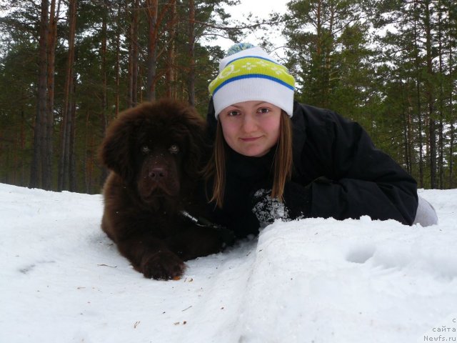 Фото: ньюфаундленд Ньюфорт Прадо, Алиса Арефьева