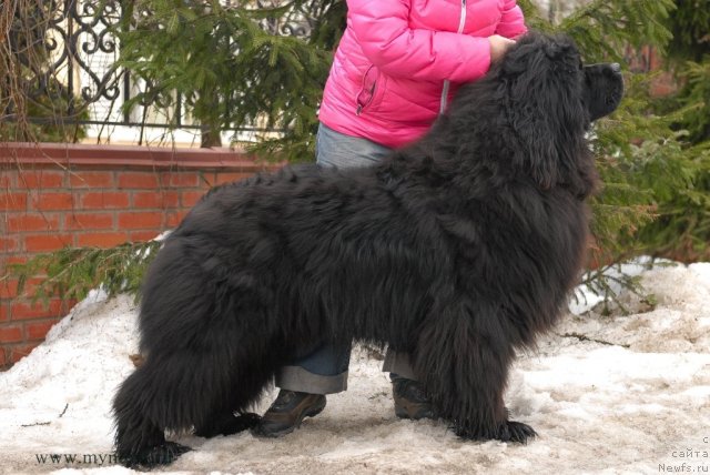 Фото: ньюфаундленд Сент Джонс Хаммер (Sent Djons Hummer)