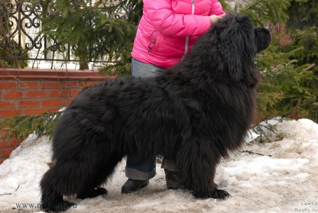 Фото: ньюфаундленд Сент Джонс Хаммер (Sent Djons Hummer)