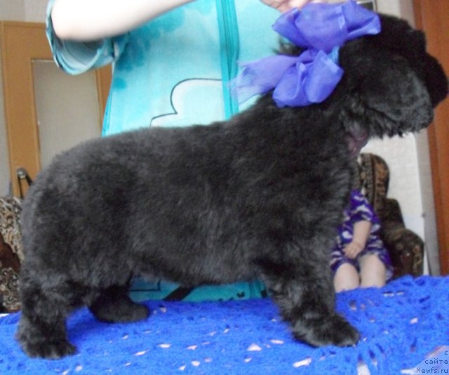 Фото: Кобель синяя лента, ньюфаундленд Бегущая по Волнам Высшая Лига