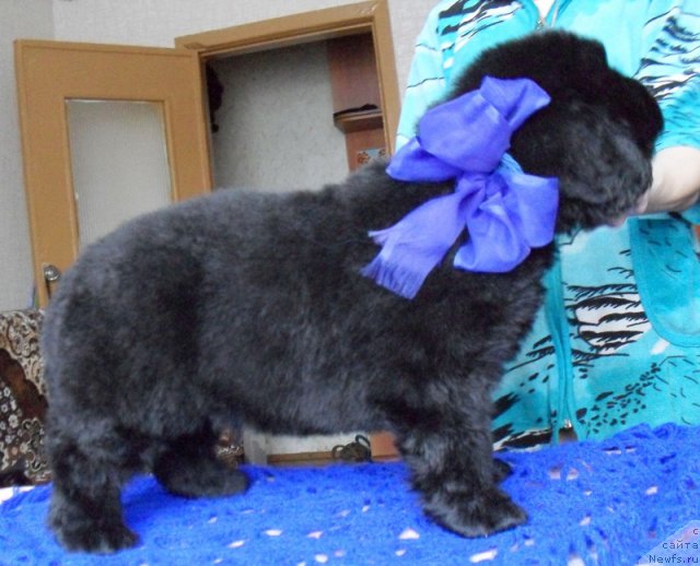 Фото: Кобель синяя лента, ньюфаундленд Бегущая по Волнам Высшая Лига