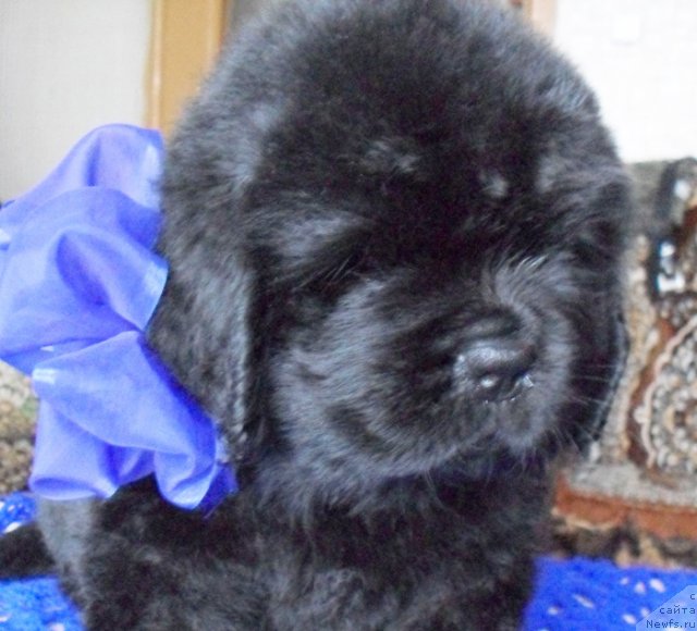 Фото: Кобель синяя лента, ньюфаундленд Бегущая по Волнам Высшая Лига