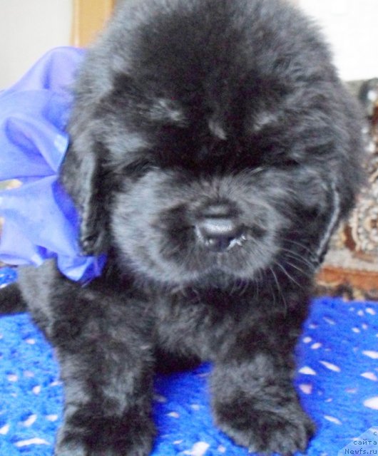 Фото: Кобель синяя лента, ньюфаундленд Бегущая по Волнам Высшая Лига