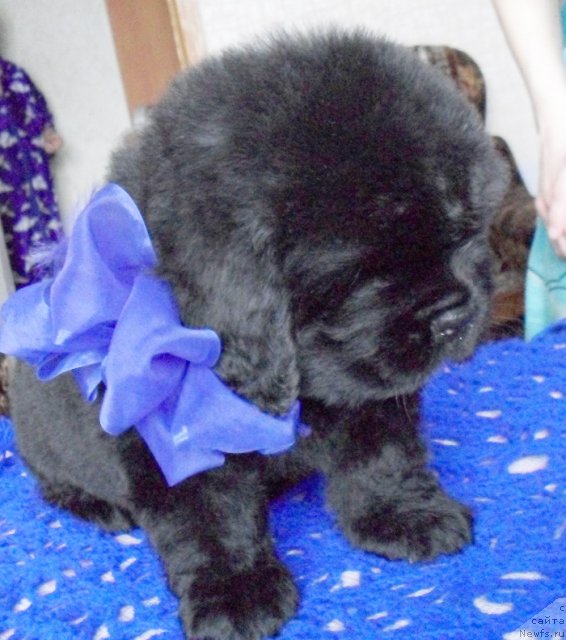 Фото: Кобель синяя лента, ньюфаундленд Бегущая по Волнам Высшая Лига