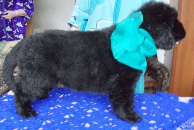 Фото: Кобель зеленая-голубая лента, ньюфаундленд Бегущая по Волнам Высшая Лига