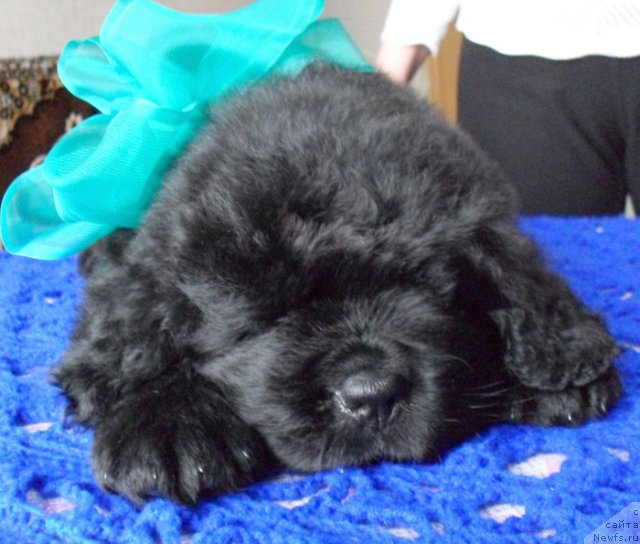 Фото: Кобель зеленая-голубая лента, ньюфаундленд Бегущая по Волнам Высшая Лига