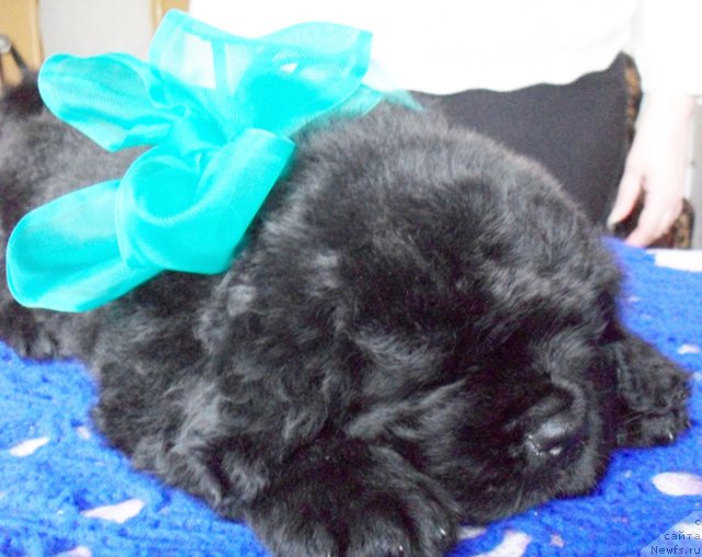 Фото: Кобель зеленая-голубая лента, ньюфаундленд Бегущая по Волнам Высшая Лига