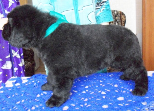 Фото: Кобель зеленая-голубая лента, ньюфаундленд Бегущая по Волнам Высшая Лига