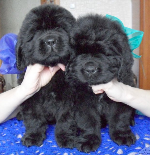 Фото: Кобели, ньюфаундленд Бегущая по Волнам Высшая Лига