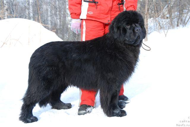Фото: ньюфаундленд Даниэлла Стил из Медвежьего Яра