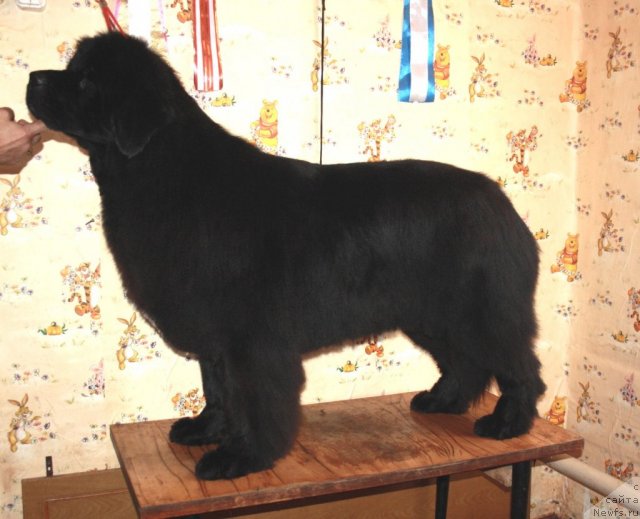 Фото: ньюфаундленд Супер Премиум Жани Моник