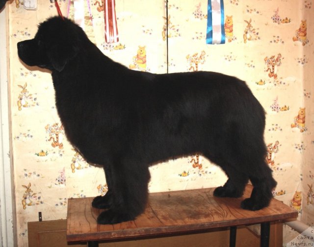 Фото: ньюфаундленд Супер Премиум Жани Моник