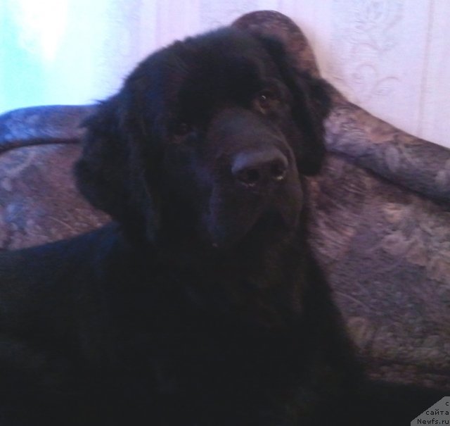 Фото: ньюфаундленд Уютная Долина Блэк Даймонд Велинда (Uyutnaya Dolina Black Diamond Velinda)