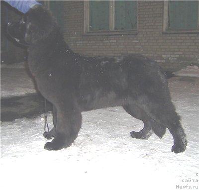 Фото: ньюфаундленд Арх Бьюти Окси Свет