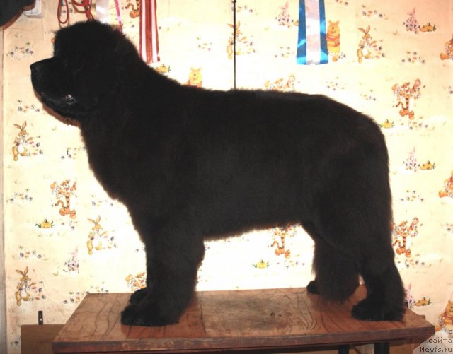 Фото: ньюфаундленд Ньюфорт Бай'ю Тиана