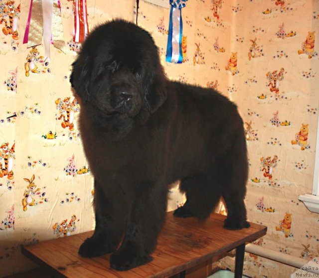 Фото: ньюфаундленд Ньюфорт Бай'ю Тиана