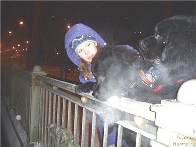 Фото: ньюфаундленд Арх Бьюти Окси Свет, ньюфаундленд Чарующая Ночь от Марлеон Дусвик (Charuyuschaya Noch ot Marleon Dusvik), Анастасия Мищенко