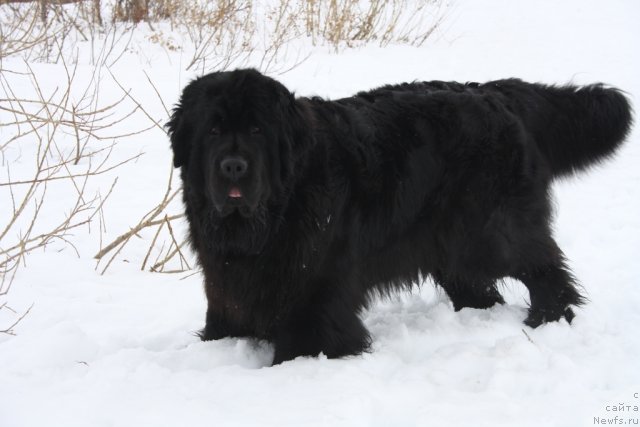 Фотография № 92315