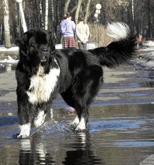 Фото: ньюфаундленд Старбимовлав Гардемарин