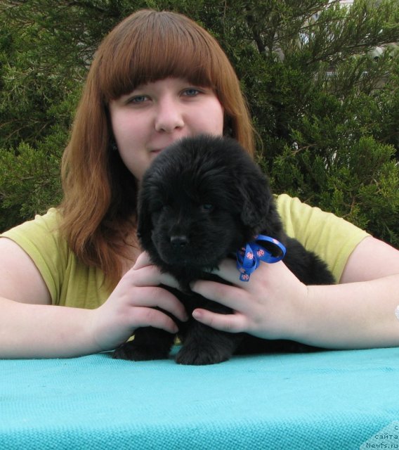 Фото: Мария Портнякова, ньюфаундленд Сабир Дрим-Бой