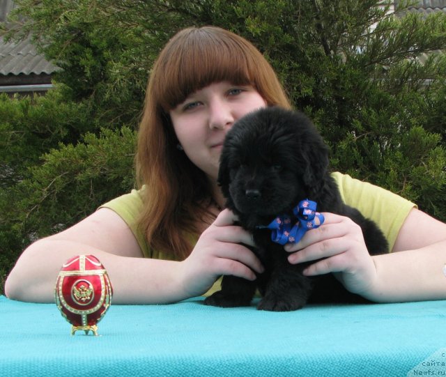 Фото: Мария Портнякова, ньюфаундленд Сабир Дрим-Бой