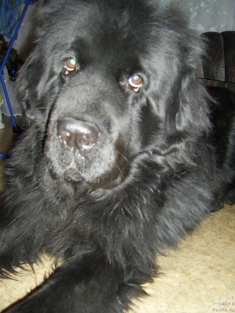 Фото: ньюфаундленд Смигар Немо Уайт Си