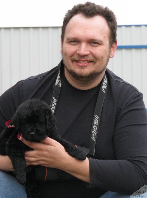 Фото: ньюфаундленд Самира Ист-Бьюти, ньюфаундленд Звезда Ринга