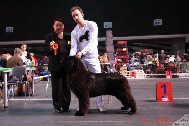 Фото: ньюфаундленд Сент Джонс Хендсел фо Ми (Sent Djons Handsel for Me)