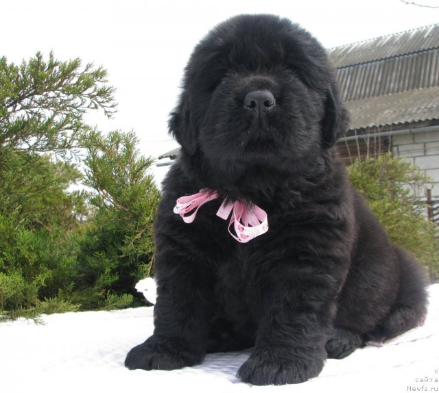 Фото: ньюфаундленд Тужур Бель, 3 недели