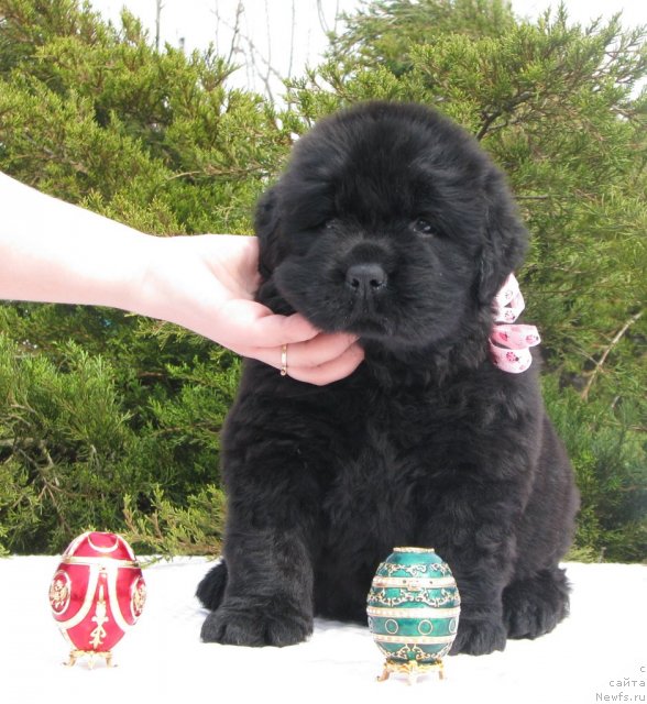 Фото: ньюфаундленд Тужур Бель, 3 недели