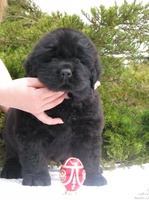 Фото: ньюфаундленд Тужур Бель, 3 недели