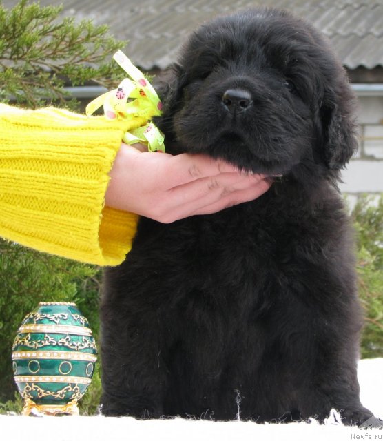 Фото: ньюфаундленд Транкиль Кураж, 3 недели