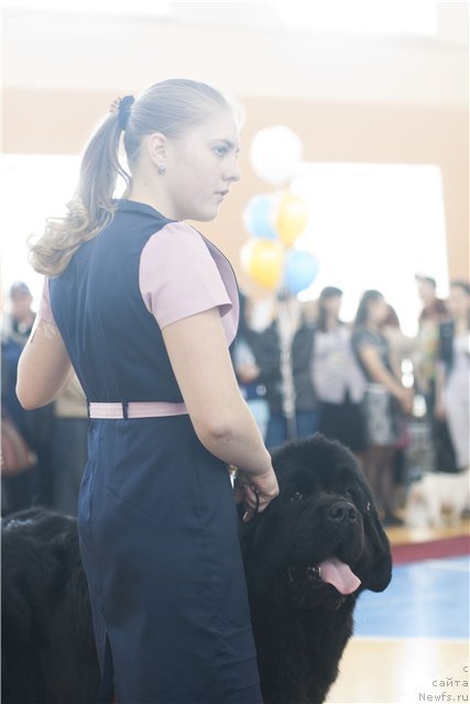 Фото: ньюфаундленд Рембрант Творец Шедевров