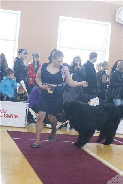 Фото: ньюфаундленд Рембрант Творец Шедевров