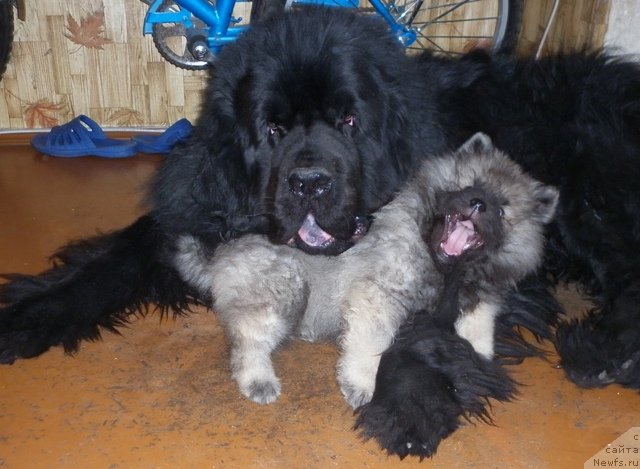 Фотография № 92370