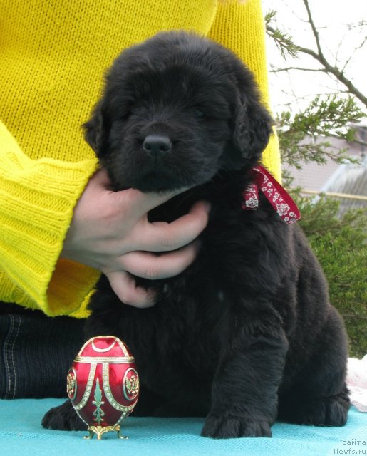 Фото: ньюфаундленд Самира Ист-Бьюти, 1 месяц