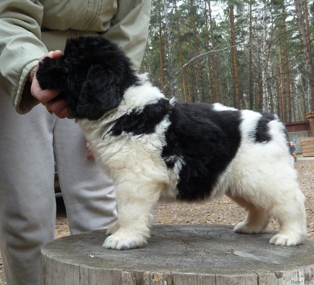 Фото: ньюфаундленд Супер Премиум Литониэль Валланинор (Super Premium Litoniel Vallaninor)