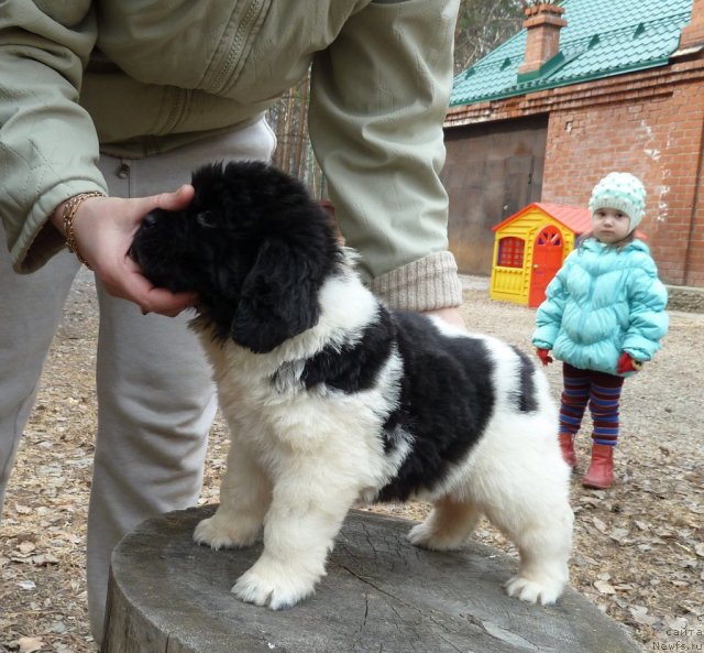 Фото: ньюфаундленд Супер Премиум Литониэль Валланинор (Super Premium Litoniel Vallaninor)