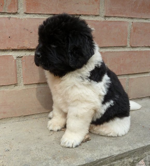 Фото: ньюфаундленд Супер Премиум Литониэль Валланинор (Super Premium Litoniel Vallaninor)