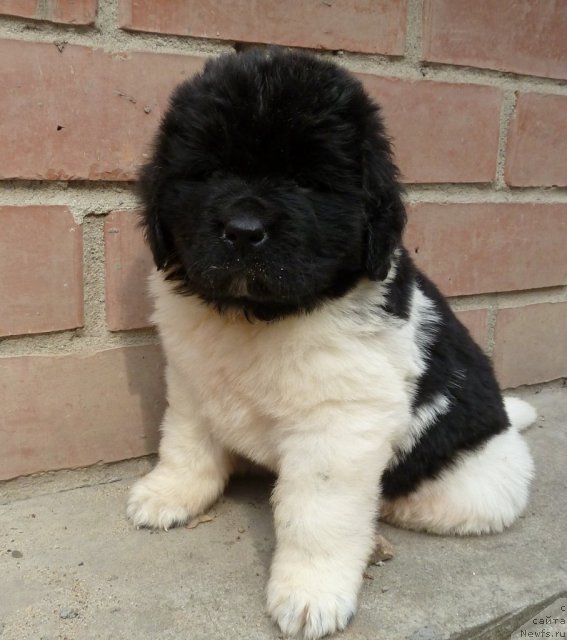 Фото: ньюфаундленд Супер Премиум Литониэль Валланинор (Super Premium Litoniel Vallaninor)