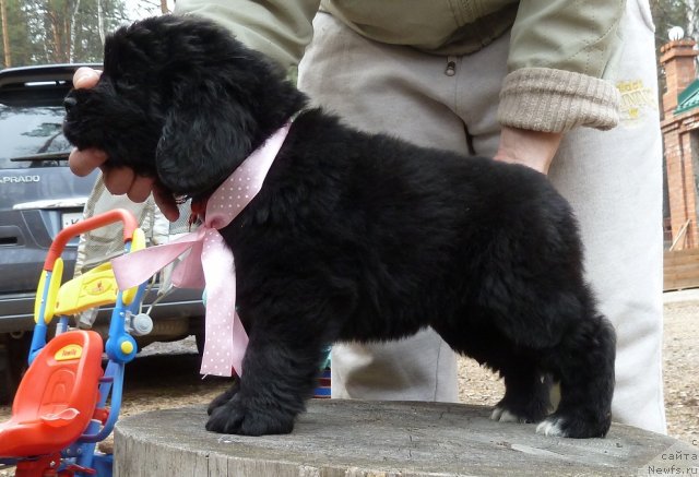 Фото: ньюфаундленд Супер Премиум Лав Ми Тендер