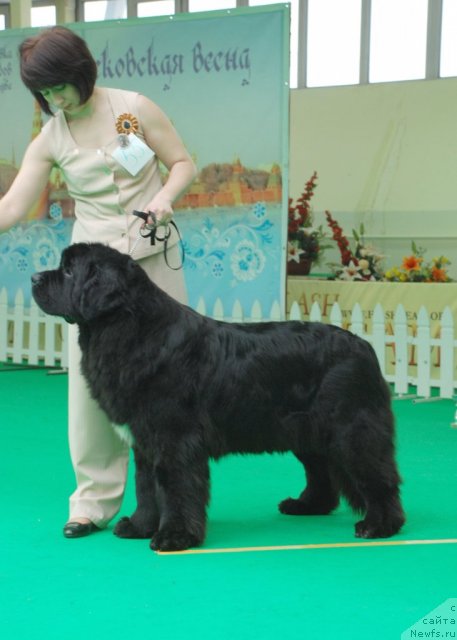 Фото: ньюфаундленд Transatlantika Nuo Ozo Kalvu