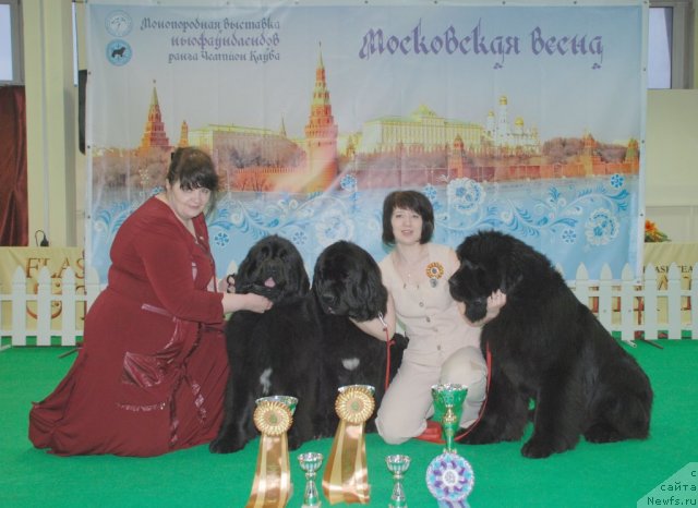 Фото: ньюфаундленд Transatlantika Nuo Ozo Kalvu, ньюфаундленд Bears Cove Lucky Break, ньюфаундленд Радость Моя для Сибирского Медведя (Radost Moya Dlya Sibirskogo Medvedya), Валерия Ракута, Светлана Васильчук