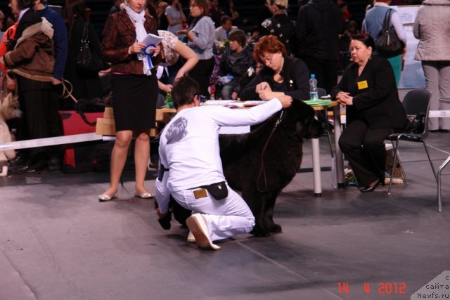 Фото: ньюфаундленд Сент Джонс Хендсел фо Ми (Sent Djons Handsel for Me), Александр Розенфельд