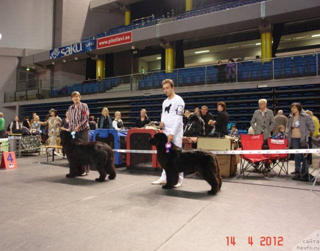 Фото: BEGUSCHAYA PO VOLNAM ZOOM ZOOM, ньюфаундленд Сент Джонс Хендсел фо Ми (Sent Djons Handsel for Me)