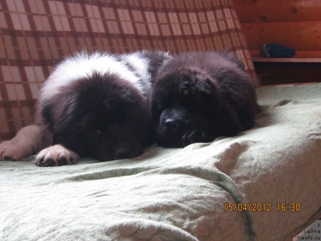 Фото: ньюфаундленд Cristalmar Cadeaux de Noel, ньюфаундленд Cristalmarnewfy Christmas Dream