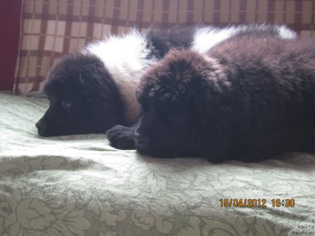 Фото: ньюфаундленд Cristalmar Cadeaux de Noel, ньюфаундленд Cristalmarnewfy Christmas Dream