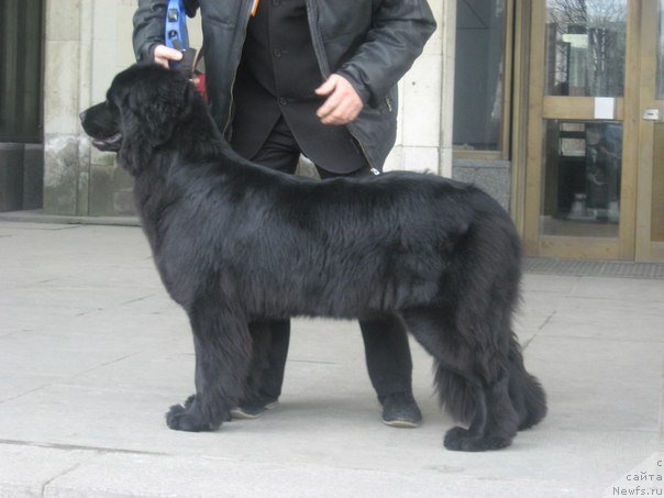 Фото: ньюфаундленд Фанньюф Агата Кристи, Александр Кравченко